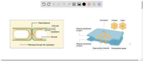 Animal cells do not possess a cell wall. SOLVED:Plasmodesmata and gap junctions a. allow s…