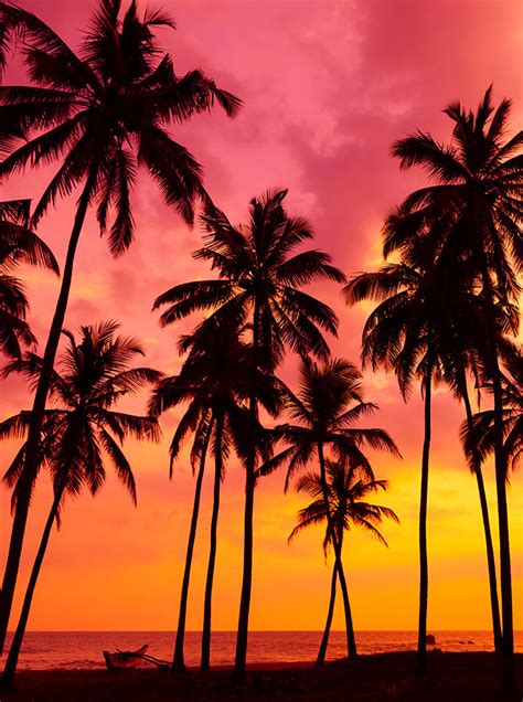 Tropical Palm Tree Beach Red And Orange Sunset Backdrop 15201