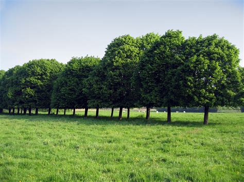 Trees In Line Free Photo Download Freeimages