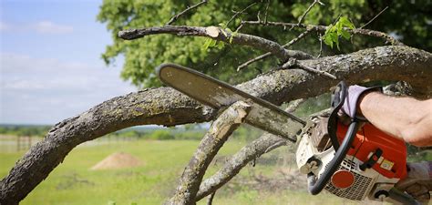 Tree Removal & Tree Trimming Services | Tyler, TX | Allied Tree Service