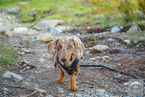 Feb 03, 2019 · how to train your dog to be off the leash consider the risks. How to Train Your Small Dog to Hike Off-Leash