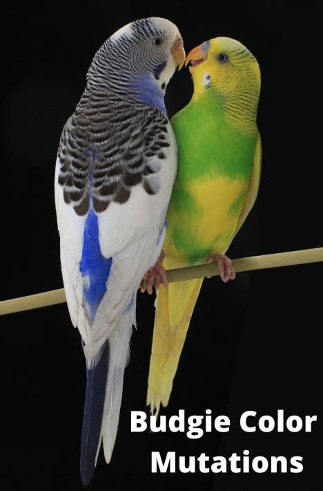 Budgie Color Mutations Cockatiels As Pets