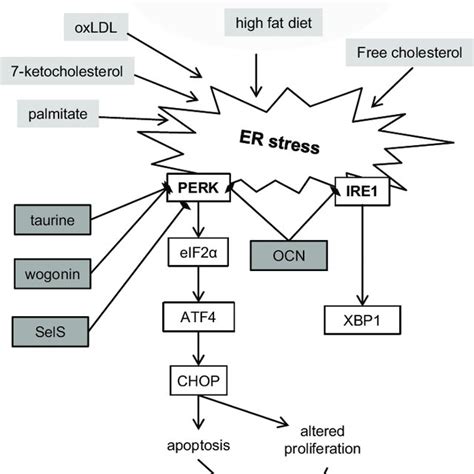 Schematic Representation Of The Contribution Of Er Stress To The