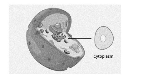 Notes On Cytoplasm Structure Function