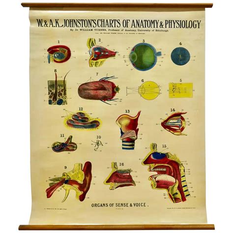 Large University Anatomical Chart “organs Of Sense And Voice” By Turner