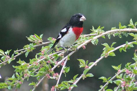 Rose Breasted Grosbeak Birds And Blooms
