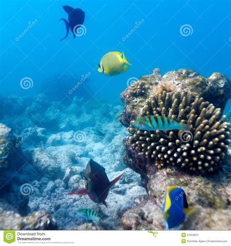 Ecosystem Of Tropical Coral Reef Maldives Stock Image