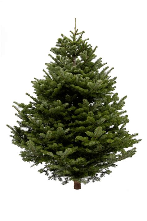 4ft Nordmann Fir Christmas Tree The Christmas Forest