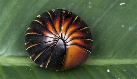 Meet The Roly Poly Aka Pill Bug And Learn Its Roles In The Garden