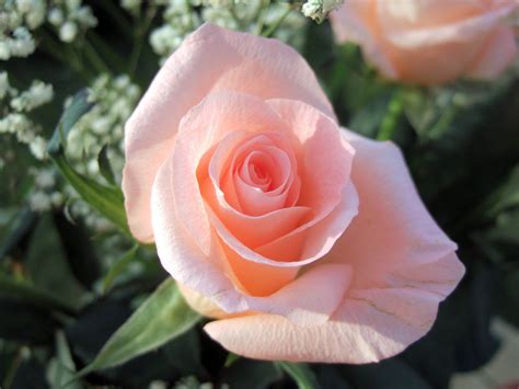 Single Peach Rose Free Photo Download Freeimages