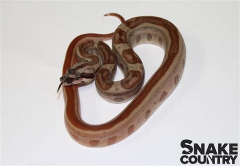 Salmon Hypo Jungle Motley 66 Het Vpi Rc Pastel Boa Constrictor Snake