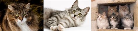 The Norwegian Forest Cat Cat Breeds Encyclopedia