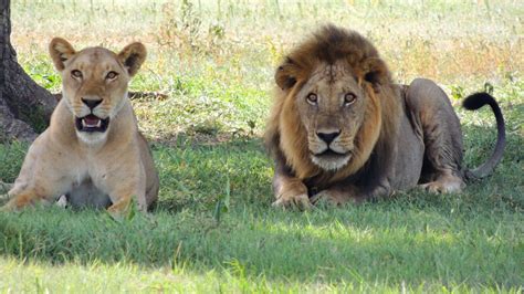 Ontario Community Bans Keeping Of Exotic Animals From Lions To