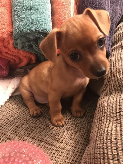 A Small Brown Dog Sitting On Top Of A Couch