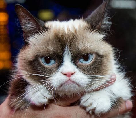 O Novo Grumpy Cat Gatinho Com Expressão De Mal Humorado Conquista A