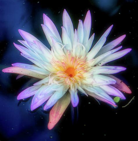 Pretty Lotus Flower Photograph By Debra Kewley Pixels
