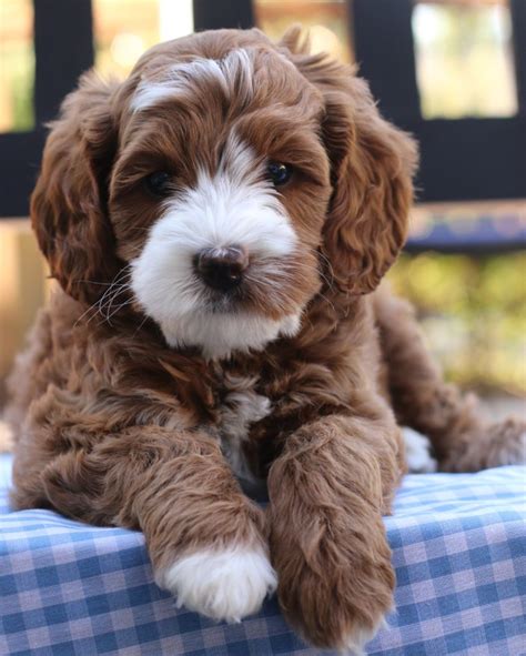 Australian Labradoodle Puppies From Mountain Park Labradoodles