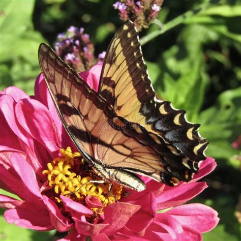 Pink Zinnia Flower Providing Nectar To Eastern Tiger Swallowtail