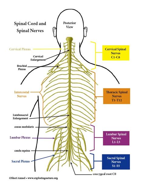 Nervous System Structures And Function Advanced