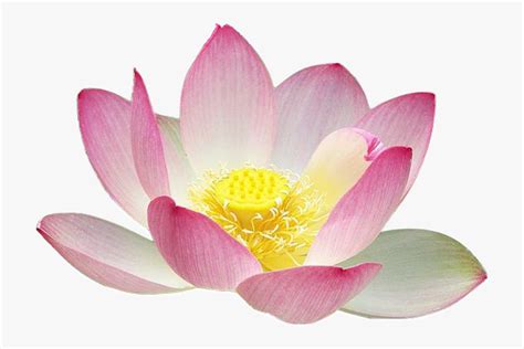 Lotus Flower Free Clip Art 10 Free Cliparts Download Images On