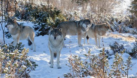 Wolf Wolves Predator Carnivore Winter Snow D Wallpaper 5074x2915