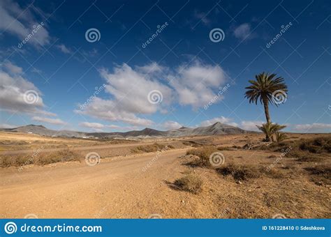 Lonely Palm Tree Remote Exotic Desert Mountain Landscape Stock Photo