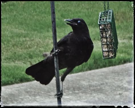 Local Crow Poses For A Portrait On One Of Our Suet Feeders Flickr