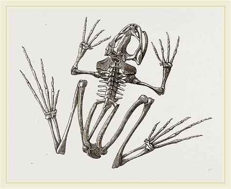 Skeleton Of Common Frog Drawing By Litz Collection Pixels