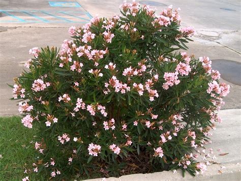 Online Plant Guide Nerium Oleander Dwarf Pink Dwarf Pink Oleander