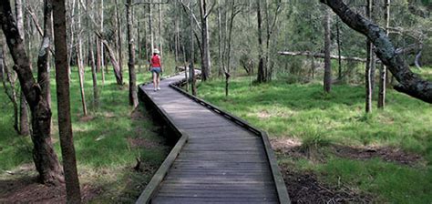 Bushland Tracks And Trails Hornsby Shire Council