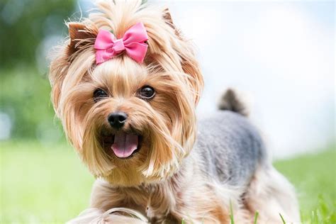 Probiotics For Dogs With Vaginitis