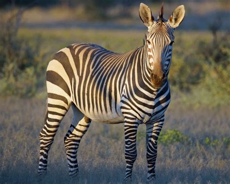 Mountain Zebra Facts Diet Habitat And Pictures On Animaliabio