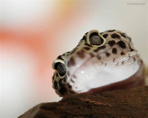 Leopard Gecko Wallpapers Wallpaper Cave