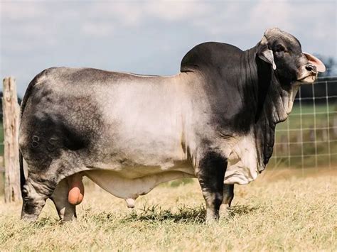 12 Most Popular Beef Cattle Breeds Of The World For Farm Owner 2022
