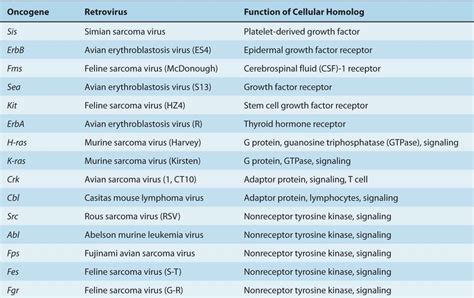 Oncogenic Viruses And Tumor Viruses Basic Science Of Oncology