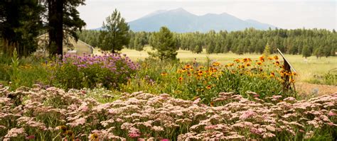 Arboretum At Flagstaff Opens April 15 Offers Daily Tours Williams
