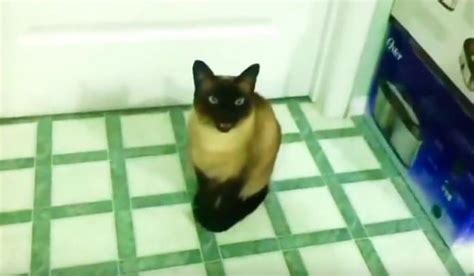 Hilarious Compilation Of Cats Talking With Their Humans