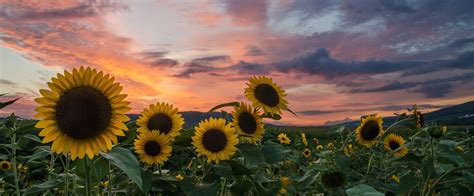 Sunflowers Facebook Cover Photos Flowers Fall Facebook Cover Cute