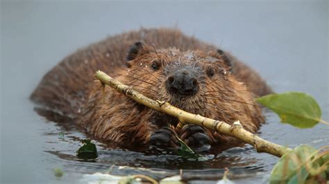 What Sound Does A Beaver Make Animal Sounds Beaver Sounds Youtube