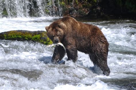 20 Grizzly Bear Facts Fact Animal