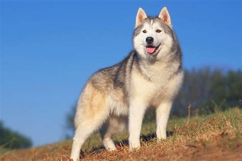 Siberian Husky Information Dog Breeds At Thepetowners