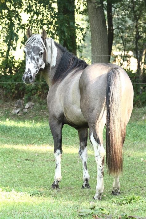 49 Best Ideas For Coloring Horse Colors Grulla