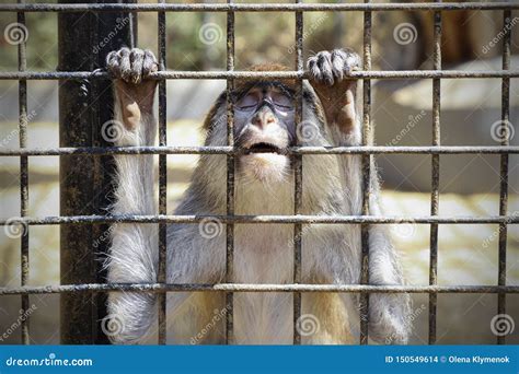 Unhappy Sad Monkey In A Cage Stock Photo Image Of Chimpanzee Monkey