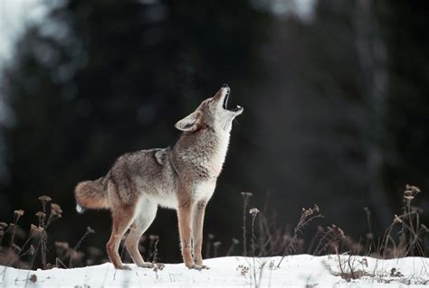 How To Call Coyotes Outdoor Life