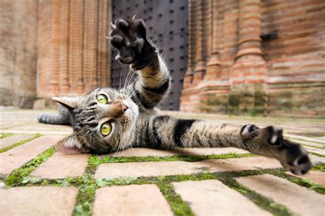 Check out these fun cat facts for kids. Quiz: Fun Facts About Cats and Kittens