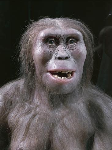Reconstruction Of Lucy A Fossil Hominid Dated To Around Million Years Ago Photographic