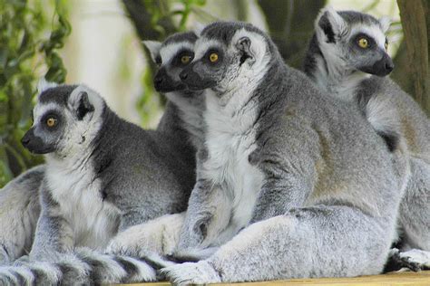 Ring Tailed Lemurs Ucumari Photography Flickr