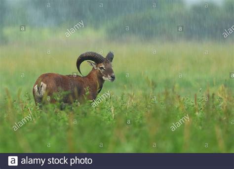Young Male Mouflon Ovis Musimon With Horns On A Green Agricultural