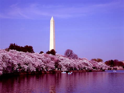 Washington Monument And Cherry Blossoms Washington Dc Flickr