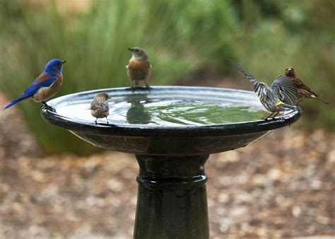 Bird Baths May Seem Simple But There Are Many Myths That Can Be